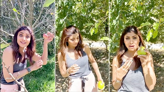 Shilpa Shetty Goes Apple Picking In Manali