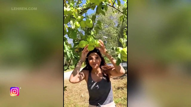 Shilpa Shetty Goes Apple Picking In Manali