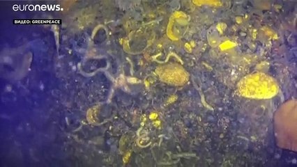 Подводный дрон Greenpeace выявил массовое отравление на Камчатке