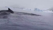 Whales in Antarctic Peninsula