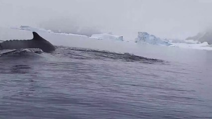 Whales in Antarctic Peninsula