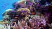 La mitad de los corales de la Gran Barrera pereció en los últimos 25 años