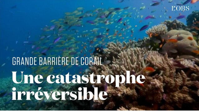 En Australie, la moitié des coraux de la Grande Barrière ont disparu en à peine 25 ans