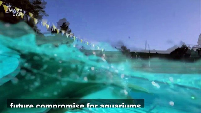 Robot Dolphins Could Be the Future for Aquariums