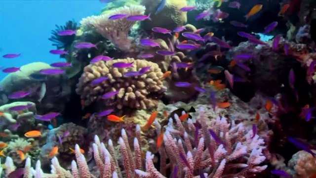 Australie: la moitié des coraux de la Grande Barrière ont péri en 25 ans