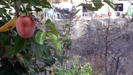 Yangın mağdurları PKK'ya lanet okudu