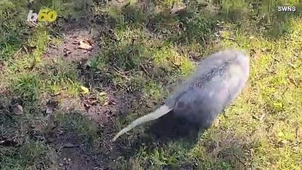 Meet Opie! The House-Broken Opossum That Loves Playing With Cats