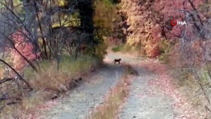 - Yürüyüş yaparken peşine puma takıldı