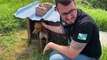 Cães para caça: Polícia Civil encontra animais amarrados a correntes e realiza recolhimento