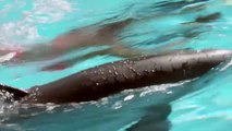 Una empresa de EEUU trabaja construyendo delfines robot para parques y acuarios marinos