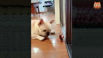 Videos divertidos de gatos y perros _( Funny cat and dog videos)
