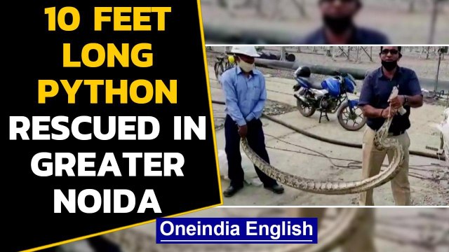 Greater Noida: 10-feet long Python rescued by forest department|Oneindia News