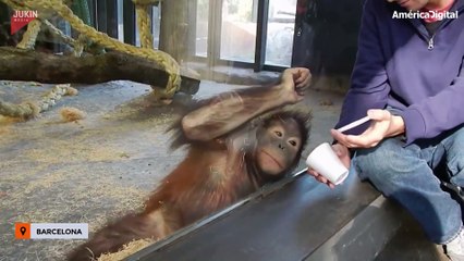 El truco de magia con el que sorprendieron a esta orangután en Barcelona