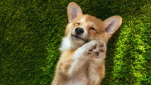 These Are the Most Popular Dog Names of 2020