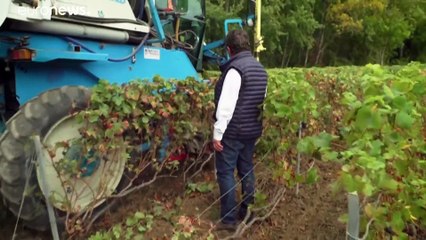 Frankreichs Winzer zittern vor Champagner-Panne