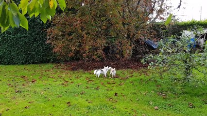Après midi au jardin 2