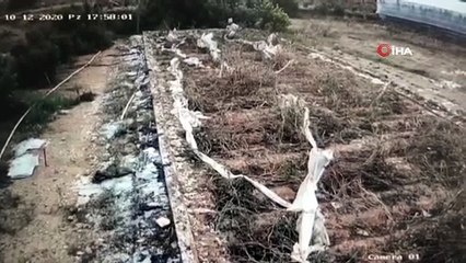 Girdikleri bahçeden 2 bin 500 TL değerinde avokado çalan 2 kardeş kamerada