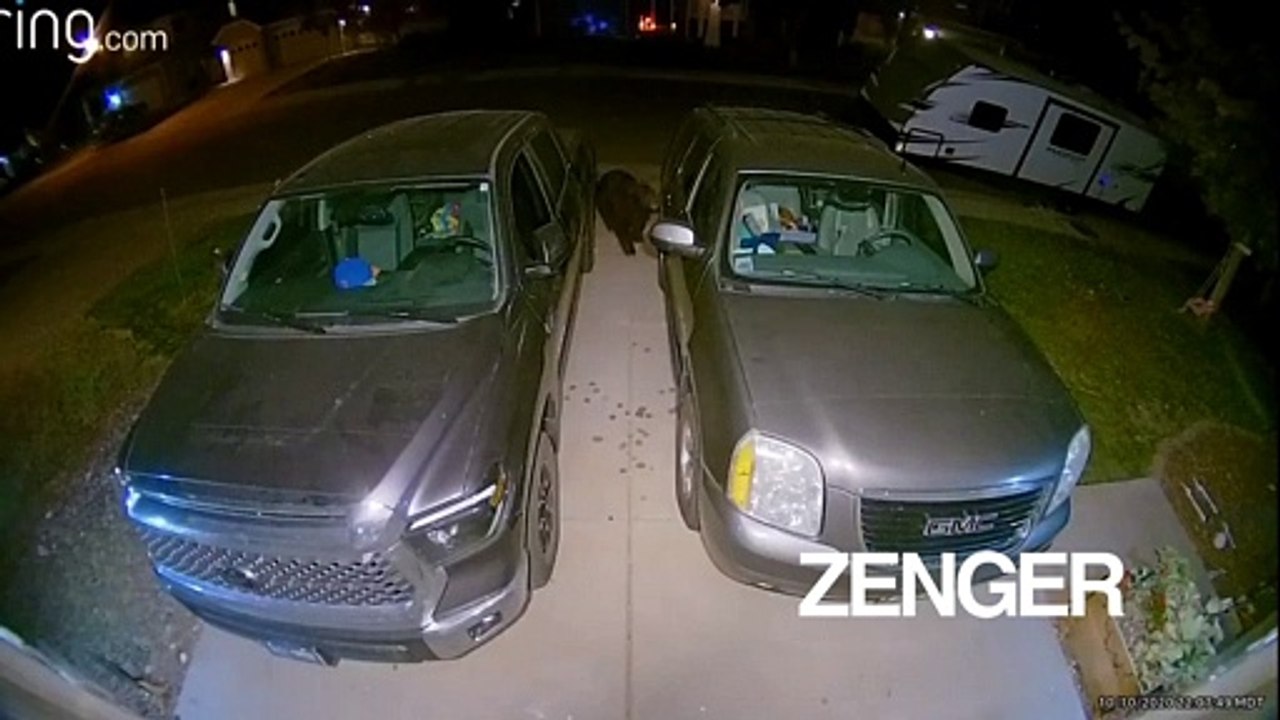 Bear examines cars in Colorado