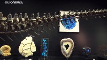 No Comment: Dinosaurier-Skelett für drei Millionen Euro in Paris versteigert