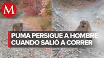 Hombre es perseguido por un puma durante 6 minutos; así logró escapar