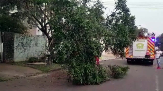 Galho de árvore cai sobre a via e Corpo de Bombeiros é mobilizado