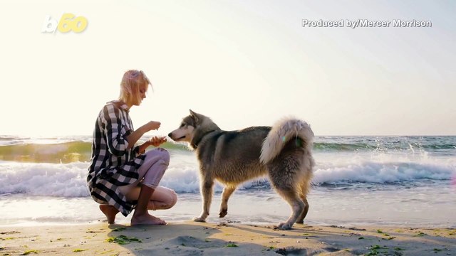 Here Are Some Things Your Dog Doesn’t Like That You Do!