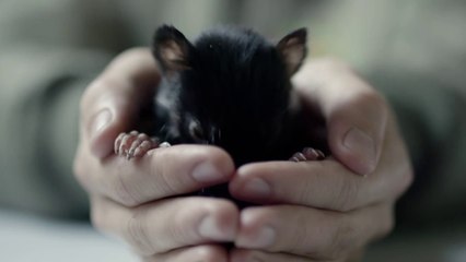 Historic Release of Tasmanian Devil to Mainland Australia