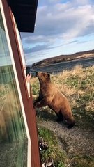 Katmai Brown Bear Poses for Quick Photo