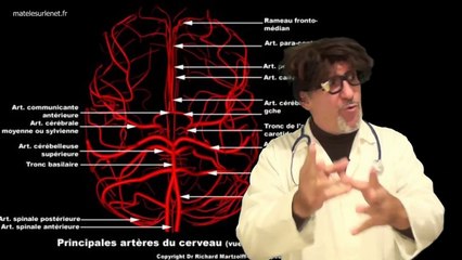Découverte de glandes salivaires dans notre cerveau