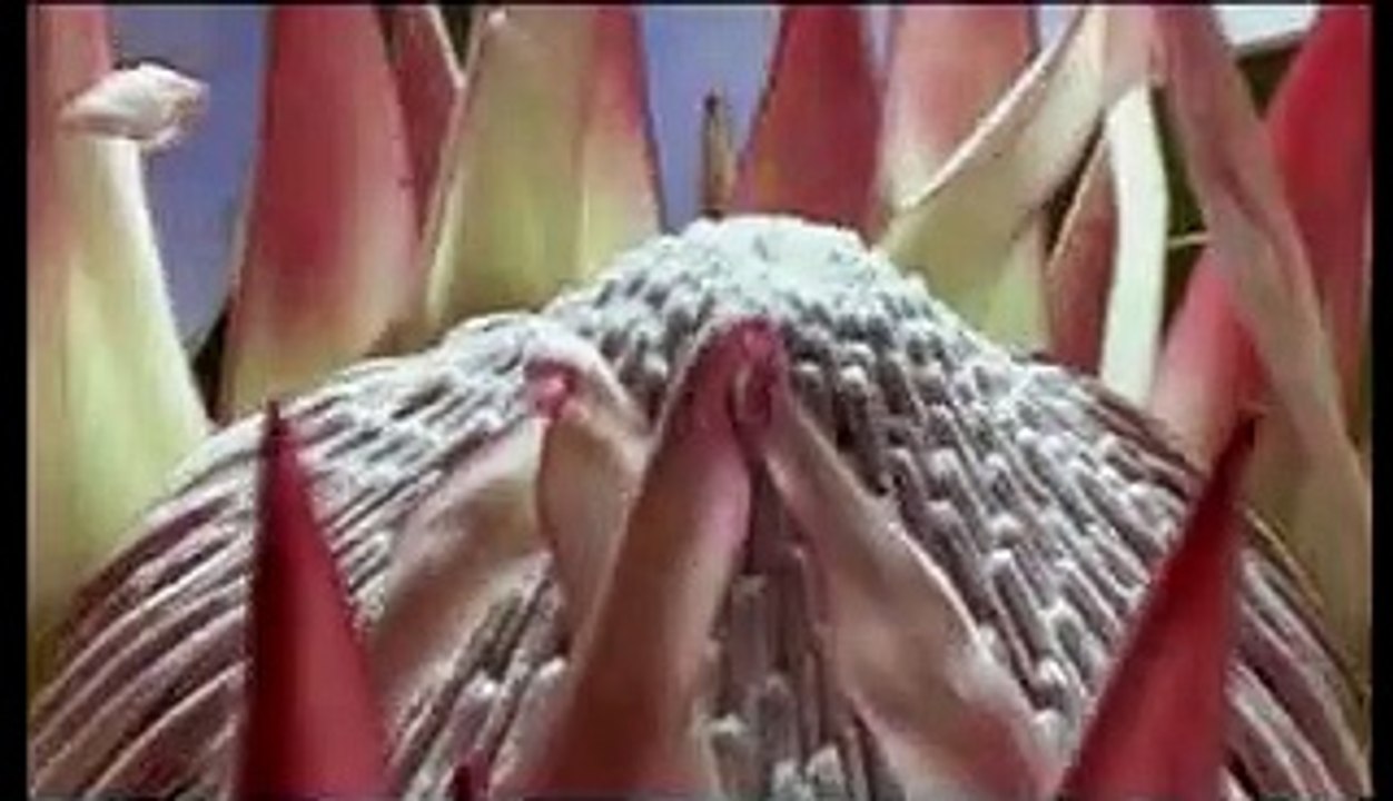 Proteus trailer (2005)