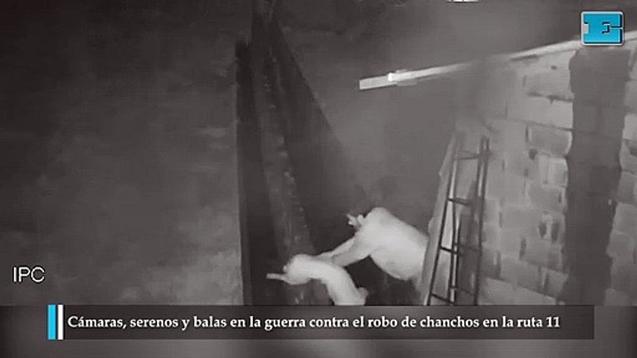 Cámaras, serenos y balas en la guerra contra el robo de chanchos en la ruta 11
