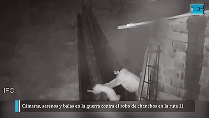 Cámaras, serenos y balas en la guerra contra el robo de chanchos en la ruta 11