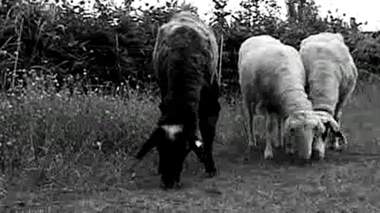 Schwarze Schafe Trailer (2007)