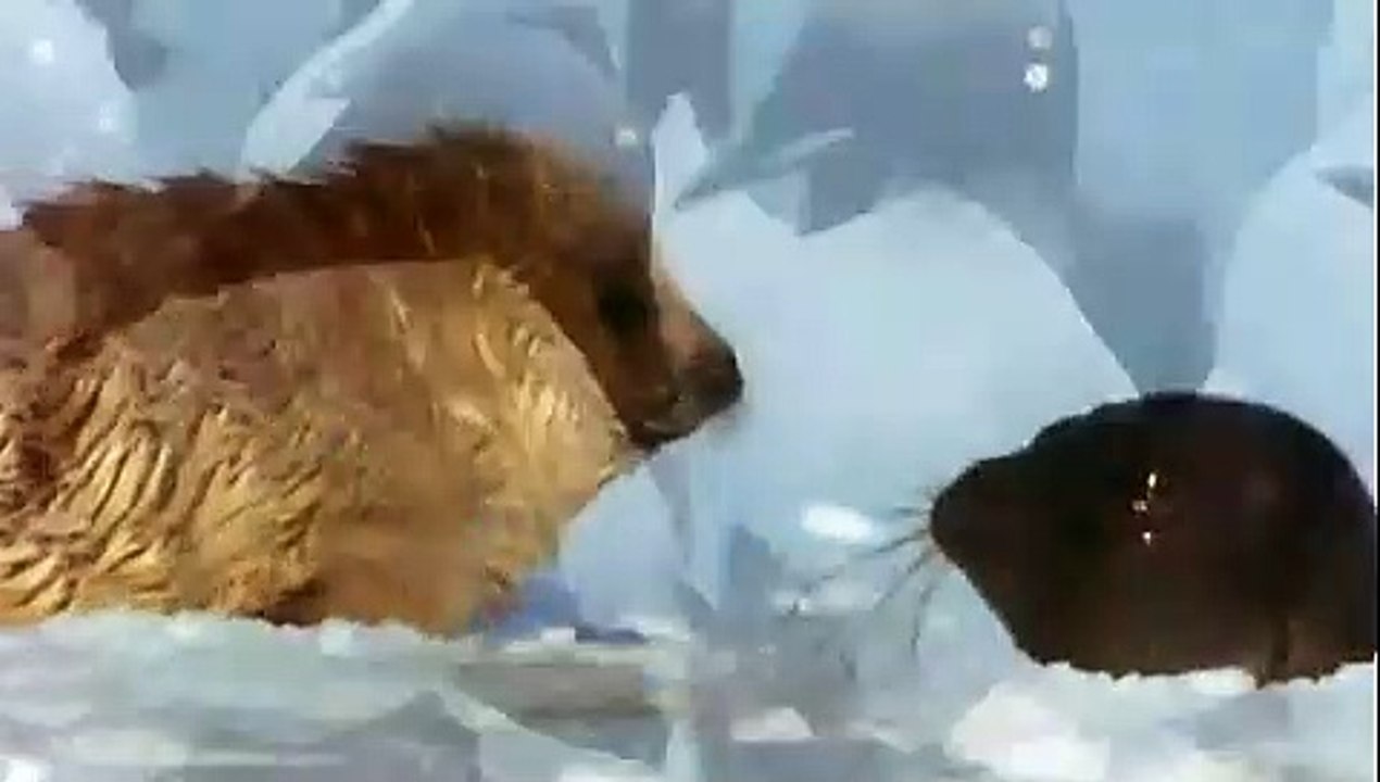 Königreich Arktis Trailer (2007)