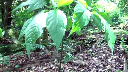 Sâm Ngọc Linh: Đặc điểm nhận dạng và công dụng chữa bệnh