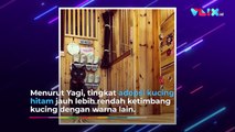 Pecinta Kucing Harus ke Sini, Kucing Hitam Berkeliaran