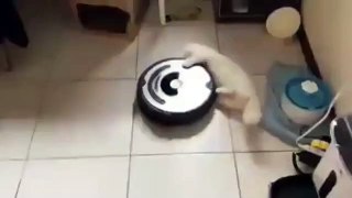 cat playing with robot vacuum cleaner!