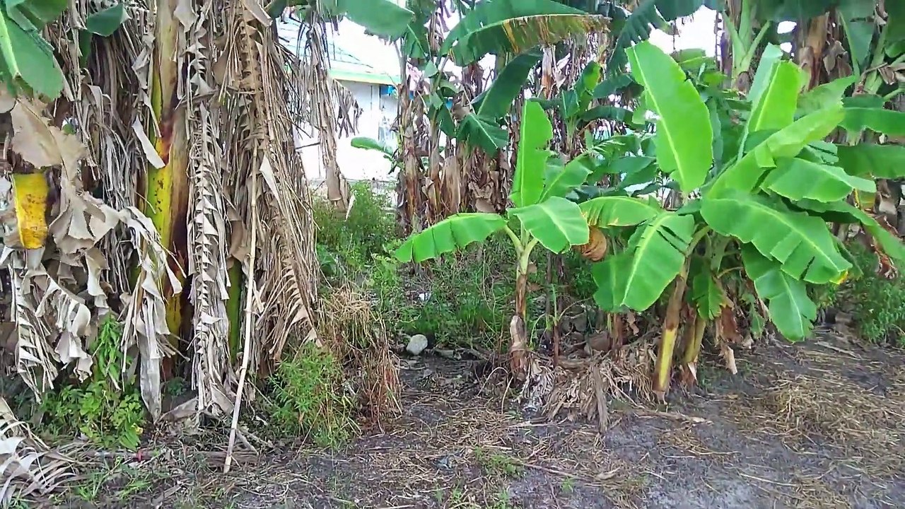 Video untuk yang kangen kampung halaman di desa