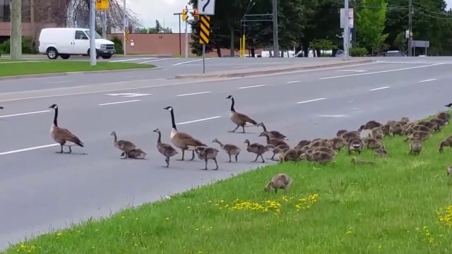 Canada Geese Crossing Road