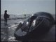 Rescue 911 - Santa Barbara Whale Save - A Humpback whale is stranded on the beach.