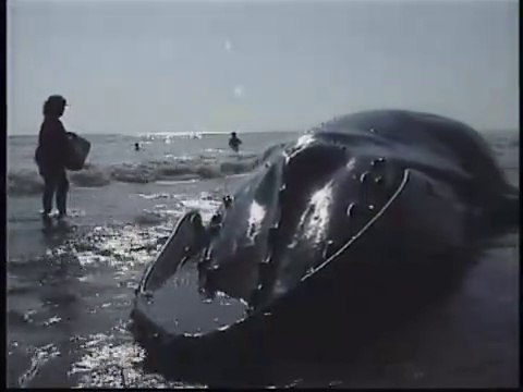 Rescue 911 - Santa Barbara Whale Save - A Humpback whale is stranded on the beach.