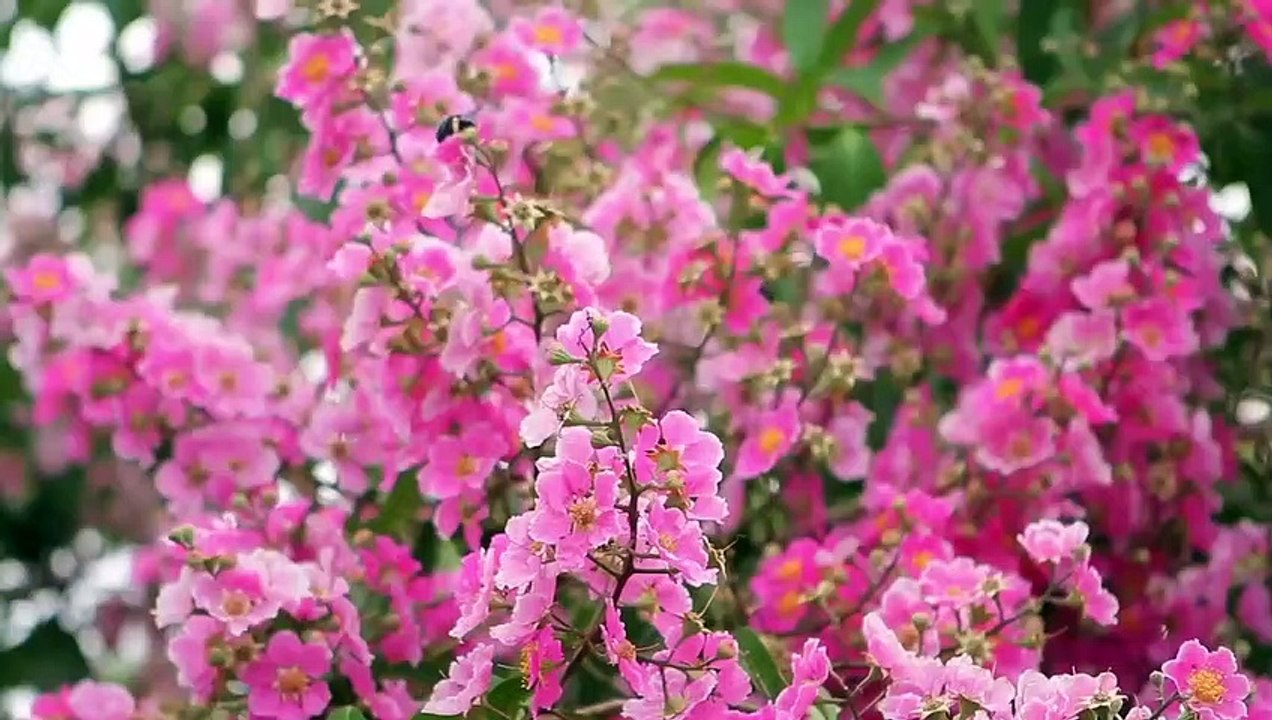 അപ്പച്ചന്റെ കമ്പി നാദം മീട്ടിയ റോസമ്മ _ Malayalam