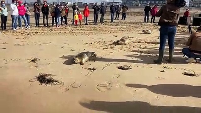 Des phoques relâchés sur la plage de Calais.