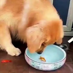 Köpekler ve balıklar