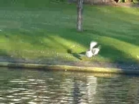 La mouette du square des Batignolles