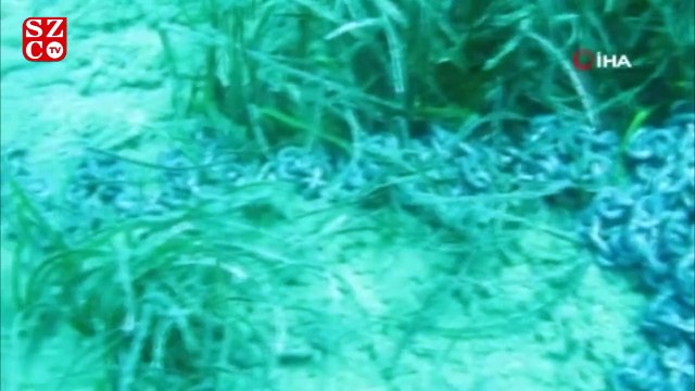 Akdeniz'in Amazon ormanları Posidonia'ya, çapa ve zincirler zarar veriyor