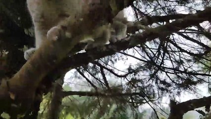 New  Awesome Video Ashley British Shorthair On The Tree part 1