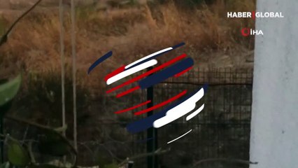 İstanbul'da boz ayı görüntülendi