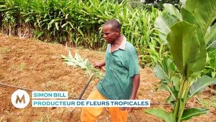 Martinique : Les fleurs tropicales