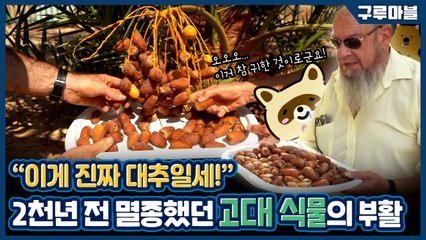 [구루마블] 대추나무에 대추 열렸네~ 2000년 만에 부활한 고대 대추 / YTN